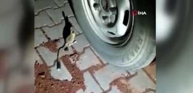 D&uuml;nyanın en ilgin&ccedil; 19 hayvanlarıdan biri! Adıyaman&rsquo;da g&ouml;r&uuml;ld&uuml;
