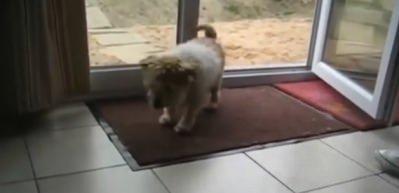D&uuml;nyanın en kibar k&ouml;peği 