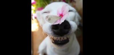 D&uuml;nyanın en mutlu k&ouml;peği