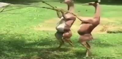 D&uuml;nyanın en nazik hayvanı g&ouml;r&uuml;nt&uuml;s&uuml;yle adeta hayran bıraktı!
