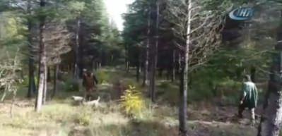 D&uuml;nyanın en pahalı mantarı b&ouml;yle toplanıyor