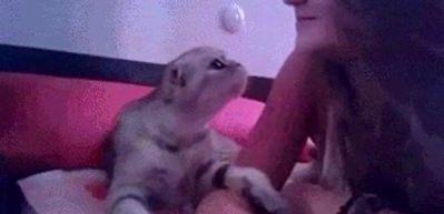 D&uuml;nyanın en romantik kedisi