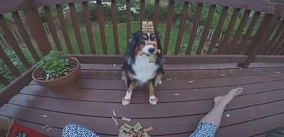 D&uuml;nyanın en sabırlı k&ouml;peği