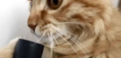 Elektrik s&uuml;p&uuml;rgesiyle oynayan &ccedil;ılgın kedi!