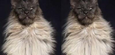 En b&uuml;y&uuml;k kedi ırkından olan Maine Coon'in karizması!