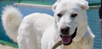 "En iyi s&uuml;r&uuml; bek&ccedil;i k&ouml;peği" modern tesiste yetiştirilecek