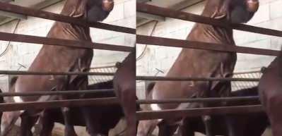 En kaliteli s&uuml;t&uuml; veren Halep ke&ccedil;isi g&ouml;r&uuml;nt&uuml;s&uuml;yle şaşırtıyor!
