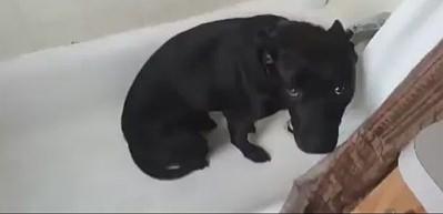 En komik su&ccedil;lu k&ouml;pekler