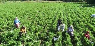 "En tatlı acı" i&ccedil;in mesai başladı