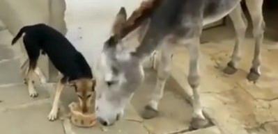 Eşeğin intikamı fena oldu