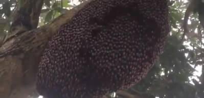 Eşek arılarına karşı koruma dalgası oluşturan bal arıları!