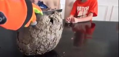 Eşek arısı yuvasının i&ccedil;inde ne vardır?