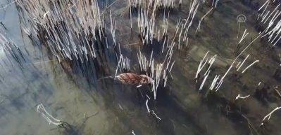 "Esrarengiz fareler" Ağrı Dağı'nı sevdi