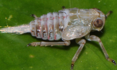 Biyolojik &ccedil;arkları olan tek b&ouml;cek şaşırtıyor