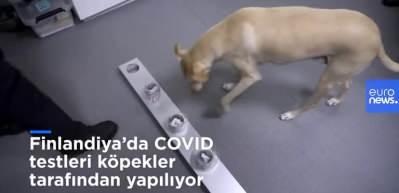 Finlandiya'da k&ouml;peklerin yaptığı Covid-19 taramasında şaşırtan sonu&ccedil;