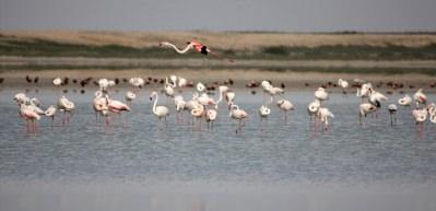 Flamingolar, Seyfe G&ouml;l&uuml; Kuş Cenneti'ne akın etti