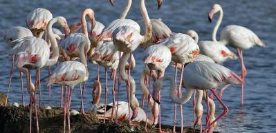 Flamingoların g&ouml;rsel ş&ouml;leni başladı