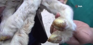 6 bacaklı kuzu g&ouml;renleri şaşırtıyor!