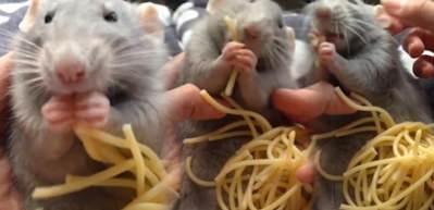 Ger&ccedil;ek Ratatouille'nin spagetti keyfi!
