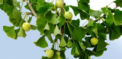 Gingko biloba bitkisinin faydaları