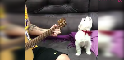Gitar &ccedil;alan sahibine eşlik eden k&ouml;pek