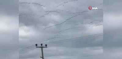 G&ouml;&ccedil; yolundaki Pelikanlardan muhteşem g&ouml;steri