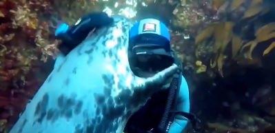 G&ouml;rd&uuml;ğ&uuml; dalgıca sarılan deniz aslanının g&uuml;l&uuml;mseten tepkisi!