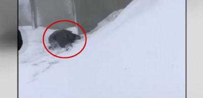 Son Dakika Haberi: Gri kategoride aranan ter&ouml;rist b&ouml;yle &ouml;ld&uuml;r&uuml;ld&uuml;!