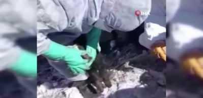 G&uuml;nler sonra enkazdan canlı oğlak &ccedil;ıkarıldı
