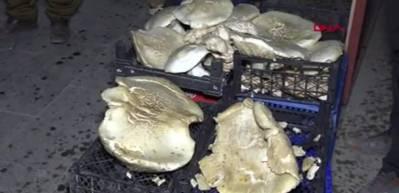 Hakkari'de 6 kiloya ulaşan dağ mantarları şaşırtıyor
