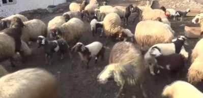 Hakkari&rsquo;de kuzulama d&ouml;nemi başladı
