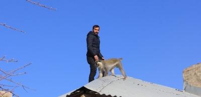Hakkari'de maymun kurtarma operasyonu kamerada!