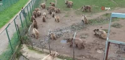 Bursa  Ayı Barınağı&rsquo;nda hallerinden memnun olan ayılar kış uykusuna yatmıyor