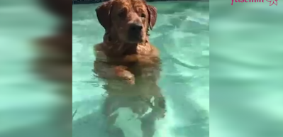 Havuzda boy veren k&ouml;pek!