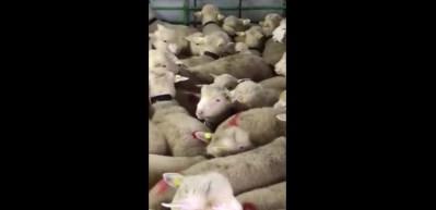 Herkes onların peşinde! 2 bin 500 lira...