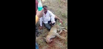 Hindistan'da bir adam ailesine saldıran leoparı elleri ile &ouml;ld&uuml;rd&uuml;!
