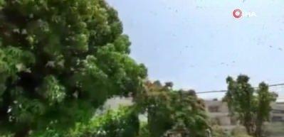 Hindistan&rsquo;da &ccedil;ekirge istilası