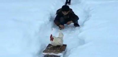 Horozun kızak keyfi
