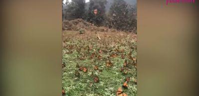 H&uuml;k&uuml;mdar Kelebeklerin g&ouml;&ccedil;&uuml;nden muazzam g&ouml;r&uuml;nt&uuml;ler!