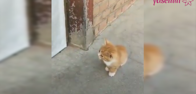 İhanete uğrayan yavru kedi