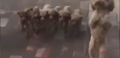İki ayak &uuml;st&uuml;nde y&uuml;r&uuml;yen k&ouml;pek ve yavruları