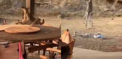 İki kangurunun kıran kırana kavgası ağızları a&ccedil;ık bıraktırdı!