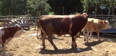 İki tonluk &ldquo;Sarı Boğa&rdquo; g&ouml;r&uuml;c&uuml;ye &ccedil;ıktı