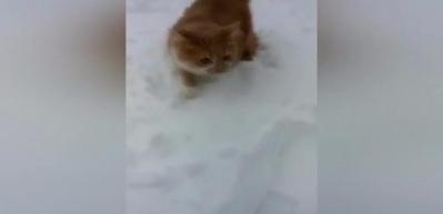 İlk kez kar g&ouml;ren kediye k&ouml;pekten tuzak!