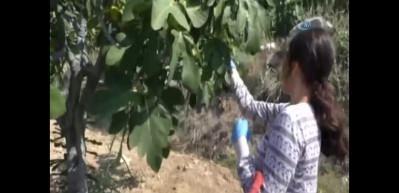 İncirin başkentinde hasat erken başladı