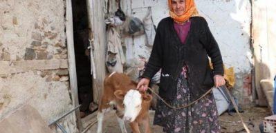 İneğine ağlayan Sabiha Nine'nin y&uuml;z&uuml;n&uuml; Bakan g&uuml;ld&uuml;rd&uuml;