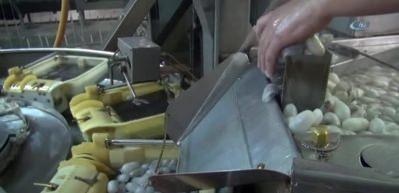 İpek b&ouml;cek&ccedil;iliğinde T&uuml;rkiye &uuml;retiminin yarısı Kulp il&ccedil;esinden