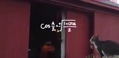 İşlem hatası yapan kedi!