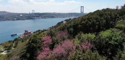  İstanbul&rsquo;da erguvan zamanı geldi! Mest eden g&ouml;r&uuml;nt&uuml;ler