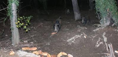 İstanbul'da yaban domuzlarını elleriyle besliyor